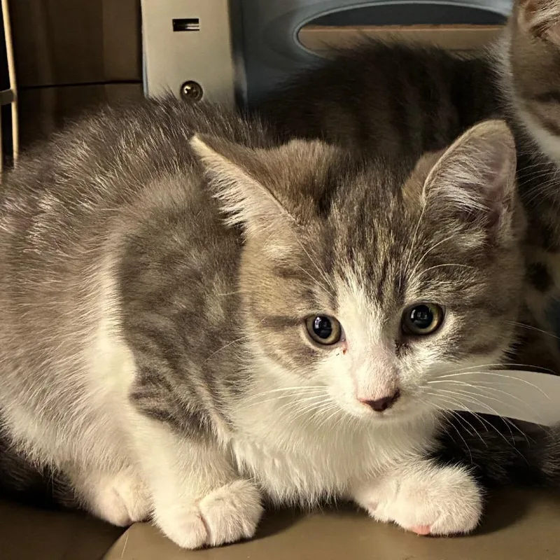 A baby small-sized female White Domestic Short Hair cat named Ruby for adoption in Pasadena , MD