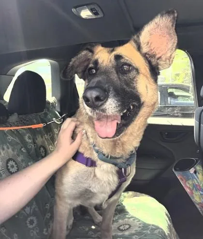 An adult large-sized female Anatolian Shepherd dog named Boeing for adoption in Seattle, WA