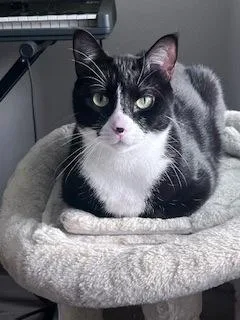 An adult medium-sized male Domestic Short Hair cat named Shadow And Leon for adoption in Fort Worth, TX