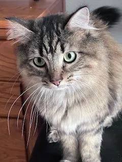 Shadow And Leon thumbnail 2