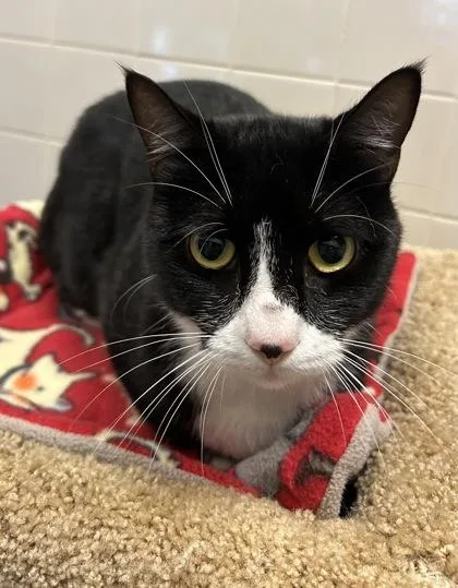 Shadow And Leon thumbnail 3