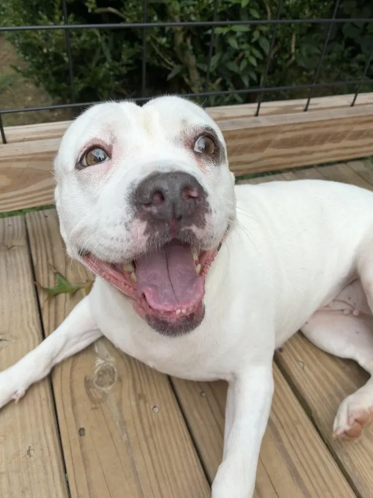 An adult medium-sized female White / Cream American Bulldog dog named Bridget for adoption in Acworth, GA