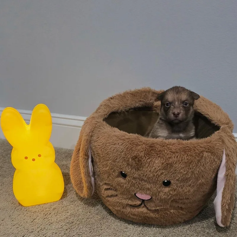 A baby small-sized female Black Husky dog named Reba for adoption in Aberdeen, NC