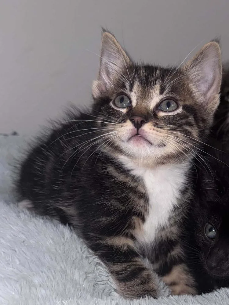 A baby medium-sized male Domestic Short Hair cat named Ron for adoption in Clinton Township, MI
