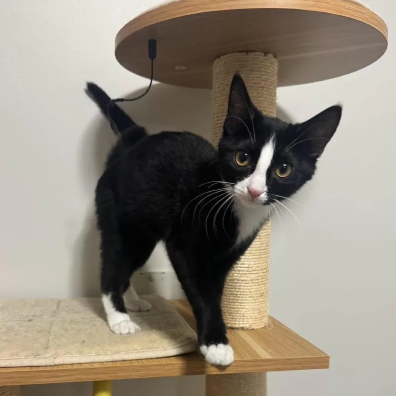 A baby small-sized female Black Domestic Short Hair cat named Aj for adoption in Goshen, IN