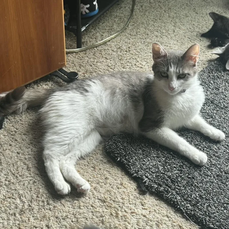 An adult medium-sized female Tabby (Gray / Blue / Silver) Domestic Short Hair cat named Jasmine for adoption in Odenton, MD