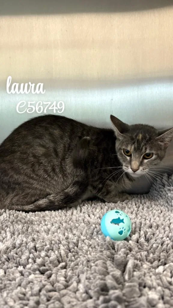 Laura