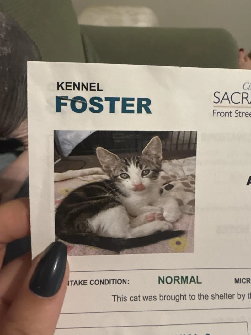 A baby small-sized male Domestic Short Hair cat named Pawly for adoption in Rio Linda, CA