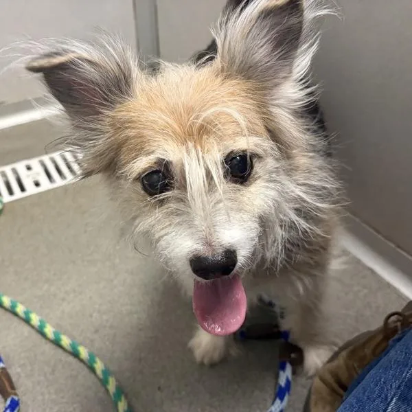 A senior medium-sized female Yorkshire Terrier dog named Callie for adoption in Des Moines, IA