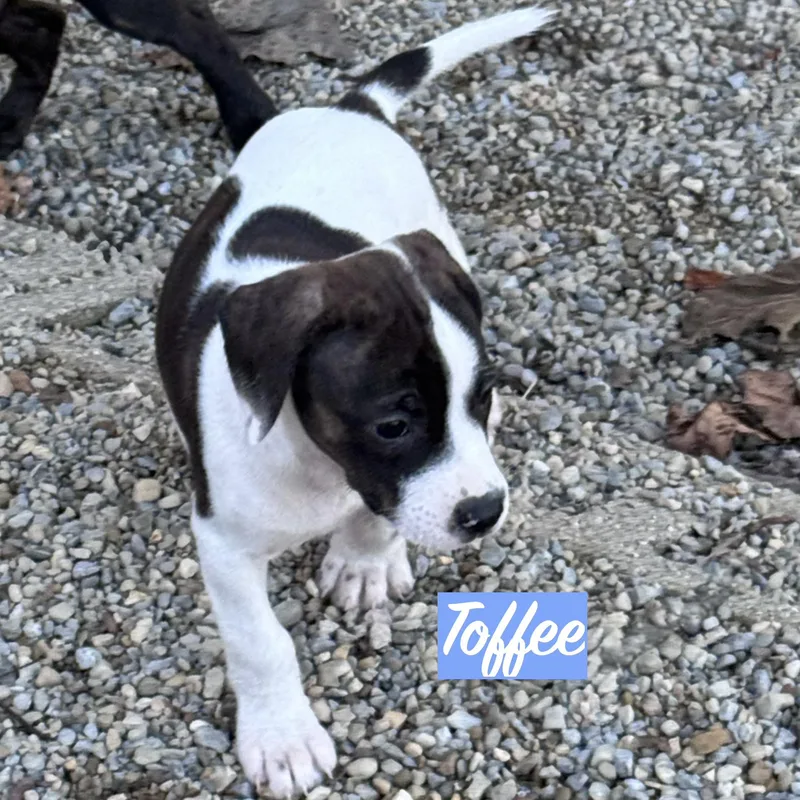 .toffee thumbnail 2