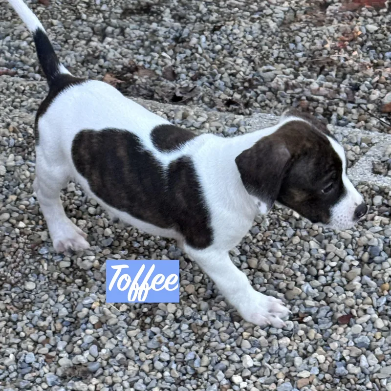 .toffee thumbnail 3