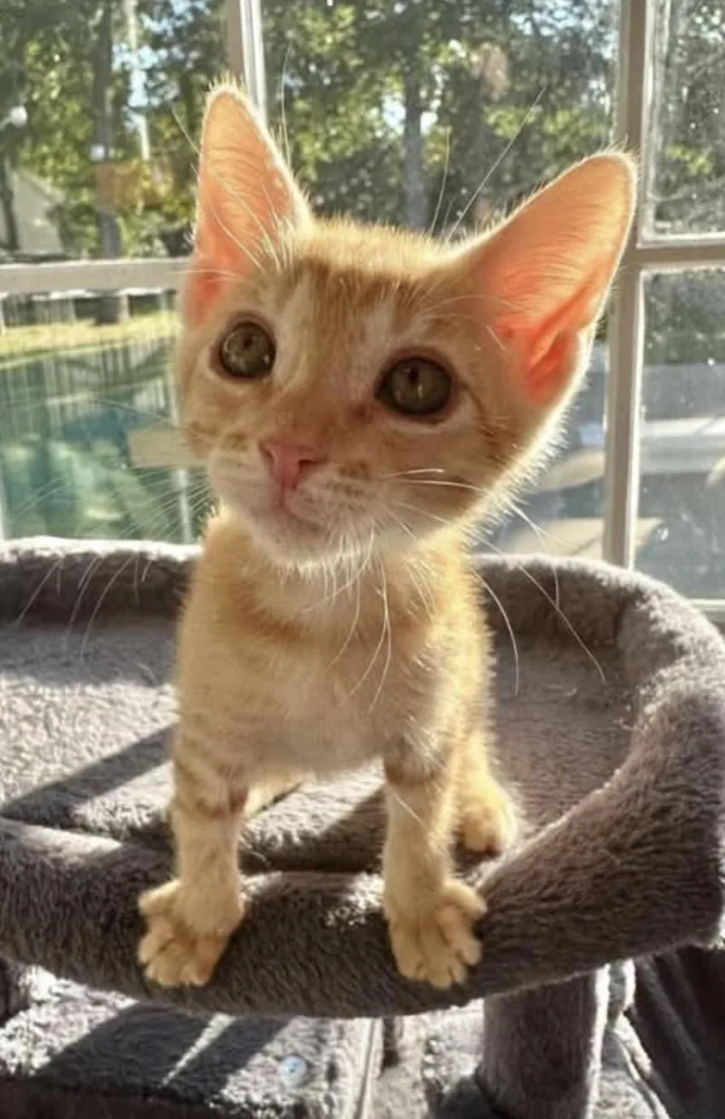A young small-sized male Orange / Red American Shorthair cat named West for adoption in Fort Payne, AL