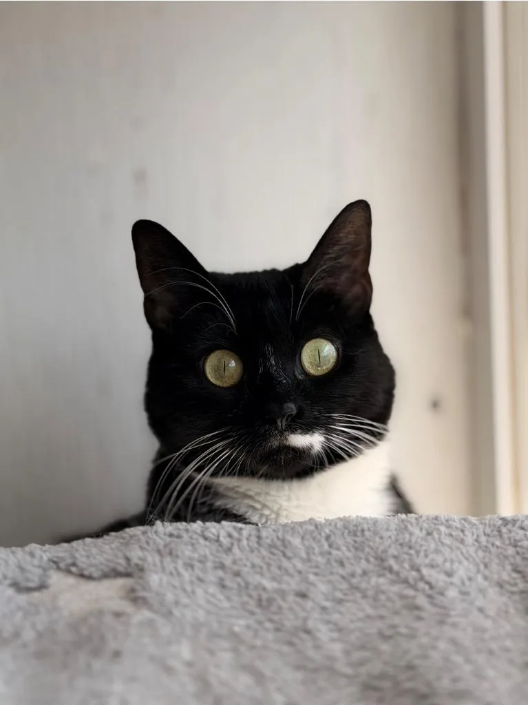 An adult medium-sized female Domestic Short Hair cat named Mittens for adoption in Peru, NY