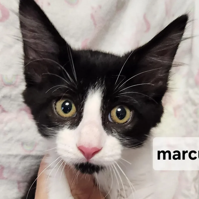 A baby small-sized male Domestic Long Hair cat named FMarcus for adoption in Arizona City, AZ