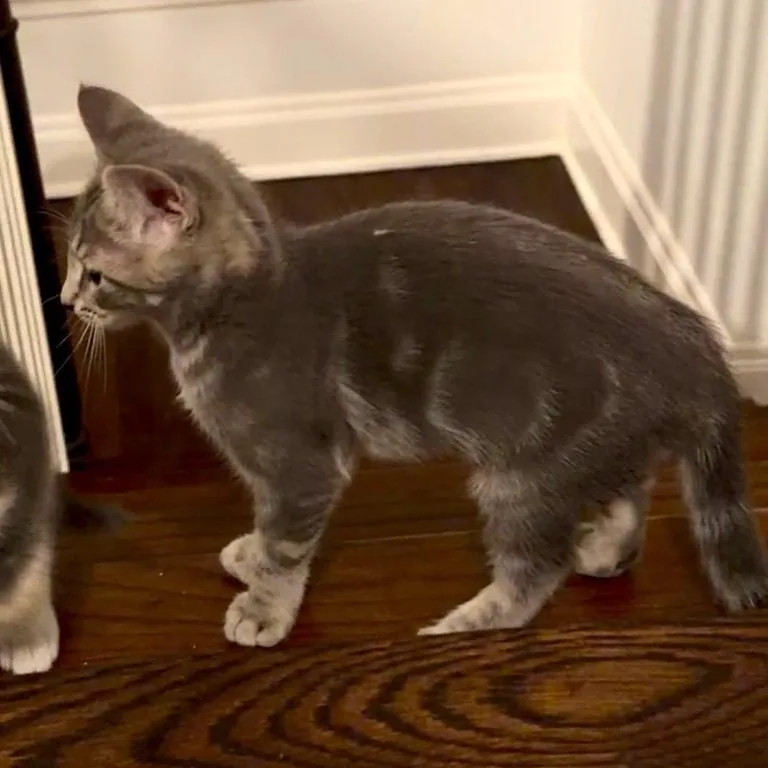 A baby medium-sized female Tabby (Gray / Blue / Silver) Domestic Short Hair cat named Toot for adoption in Chicago, IL