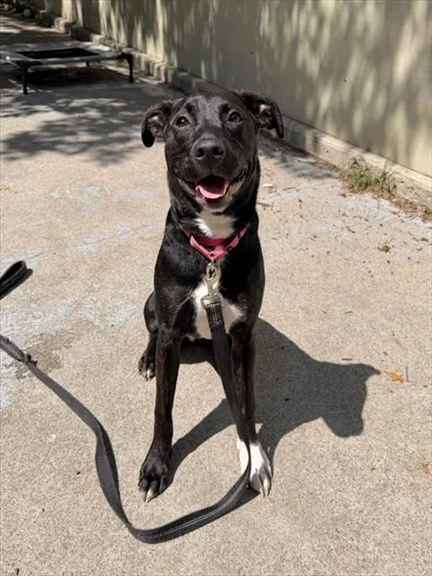 A young medium-sized female Labrador Retriever dog named Princess for adoption in Boston, MA