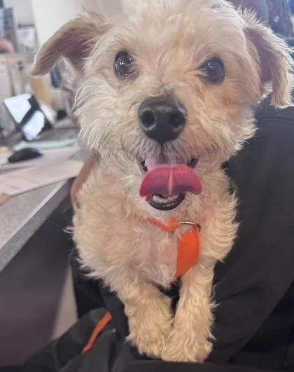 An adult small-sized male Mixed Breed dog named Plankton for adoption in West Chester, PA