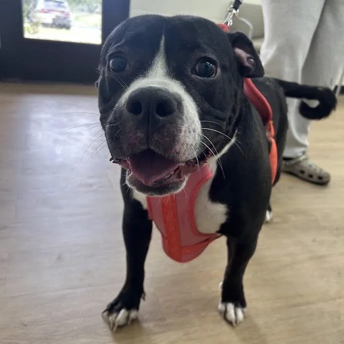 A young large-sized female Black Pit Bull Terrier dog named Zoey for adoption in Lyndhurst, VA