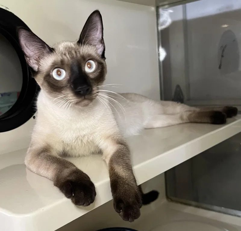 A young medium-sized female Siamese cat named China for adoption in Hammond, LA