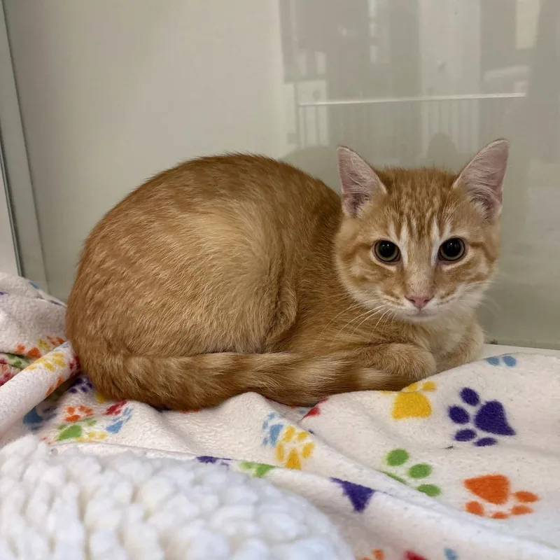 A young medium-sized male Orange / Red Domestic Short Hair cat named Pookie for adoption in Beaumont, TX