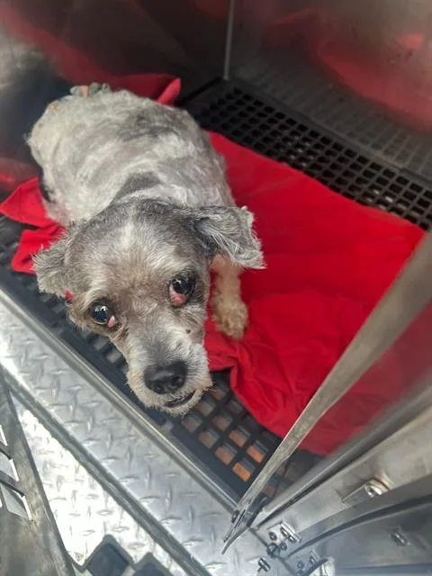 A senior small-sized female Mixed Breed dog named Baby for adoption in Dallas, TX