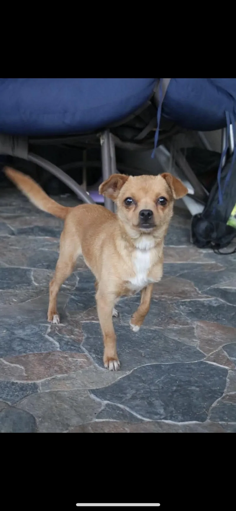 A young small-sized female Golden Chihuahua dog named Laparas for adoption in Hamden, CT