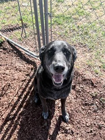 An adult large-sized male Labrador Retriever dog named Rawley for adoption in Panama City, FL