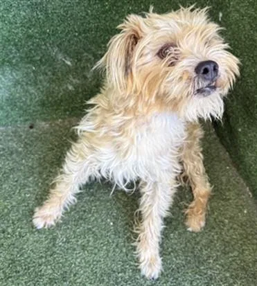 An adult medium-sized male Parson Russell Terrier dog named Brownie for adoption in Lancaster, CA