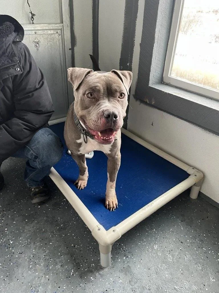 An adult medium-sized male Gray / Blue / Silver Pit Bull Terrier dog named Bali for adoption in Polson, MT