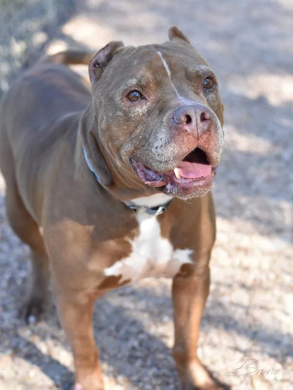 An adult large-sized male Terrier dog named Bruno for adoption in Longview, TX