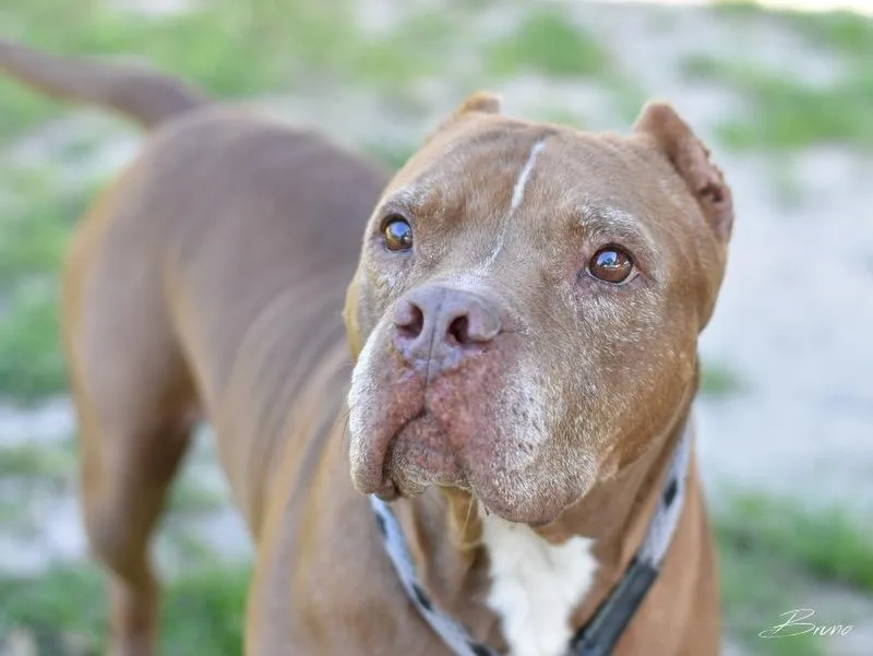 Bruno thumbnail 2