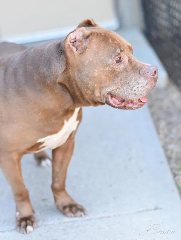 Bruno thumbnail 3