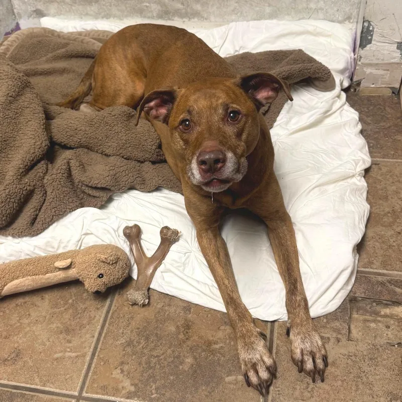 A senior large-sized male Brown / Chocolate Chocolate Labrador Retriever dog named Asher for adoption in Hopkinton, MA