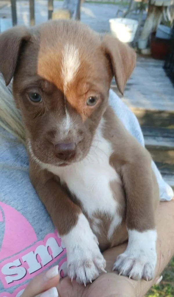 A baby medium-sized female Mixed Breed dog named Mocha for adoption in Florence, SC