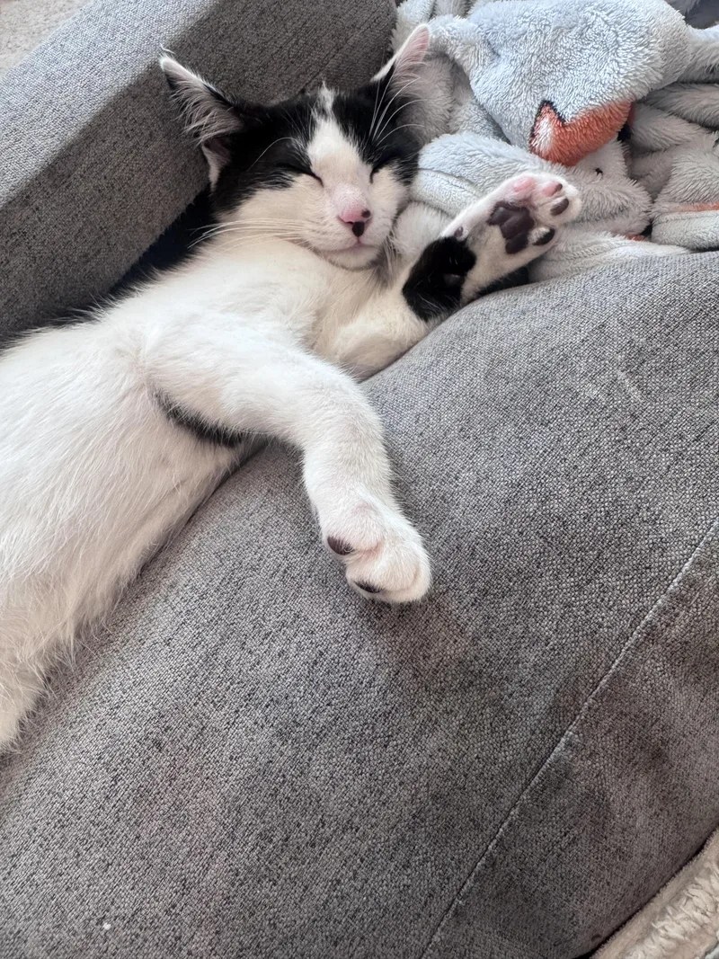 A young small-sized male Black & White / Tuxedo American Shorthair cat named Charlie & Max  for adoption in Bristow, VA