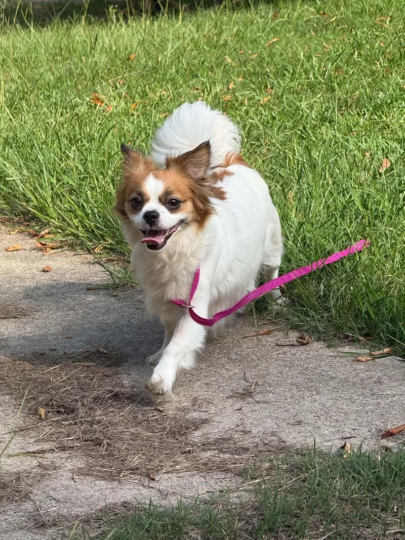 A young small-sized female Yellow / Tan / Blond / Fawn Pomeranian dog named Khloe for adoption in Sanford, NC