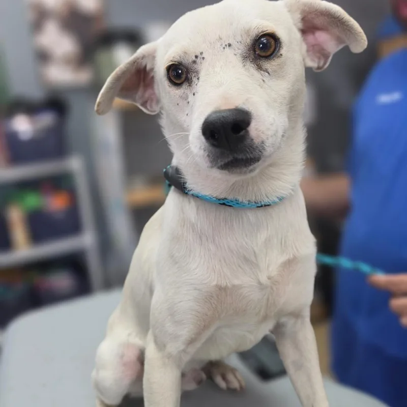 A young small-sized male White / Cream Terrier dog named John Shen Costa Mesa for adoption in Chino Hills, CA