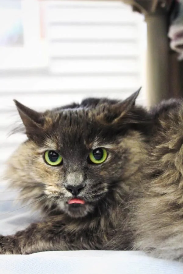 An adult small-sized female Domestic Long Hair cat named Ricotta for adoption in Indiana, PA