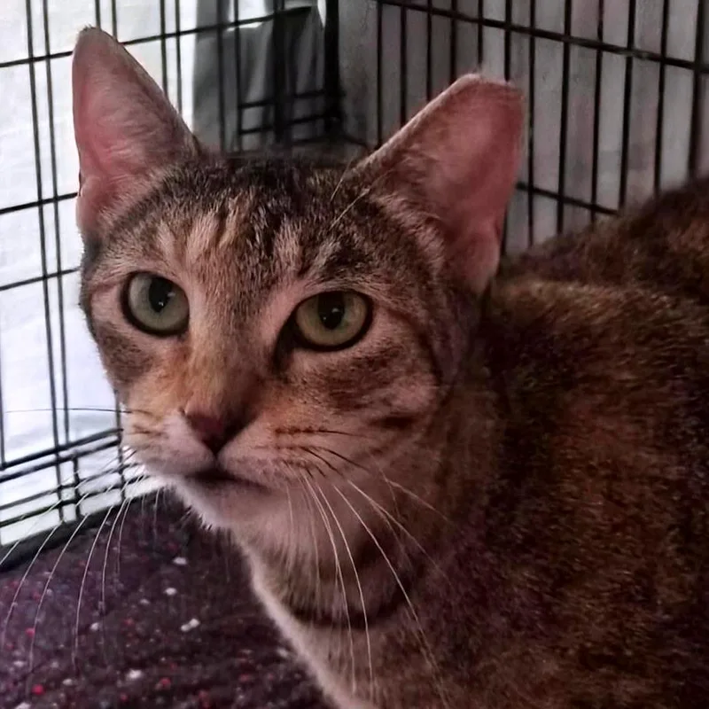 An adult medium-sized female Brown / Chocolate Domestic Short Hair cat named Mama Two Toes for adoption in Titusville, FL