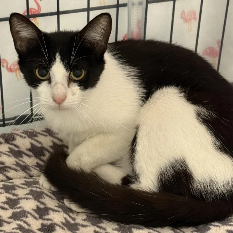 An adult medium-sized female Black Domestic Short Hair cat named Habanero for adoption in Austin, TX