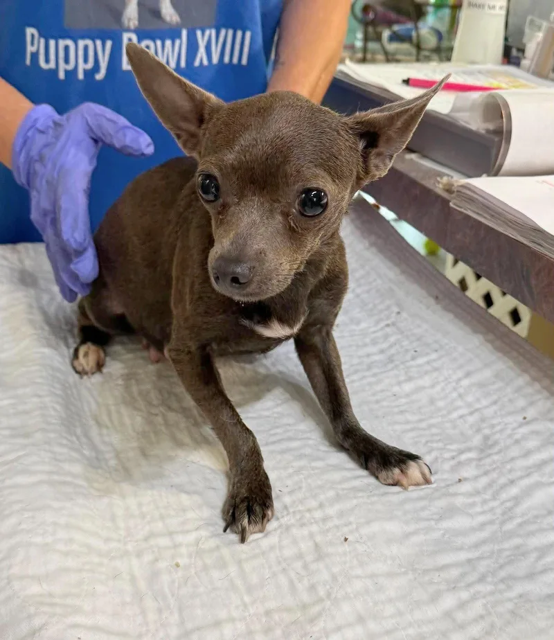 An adult small-sized female Chihuahua dog named Uma Tee for adoption in Benton, LA