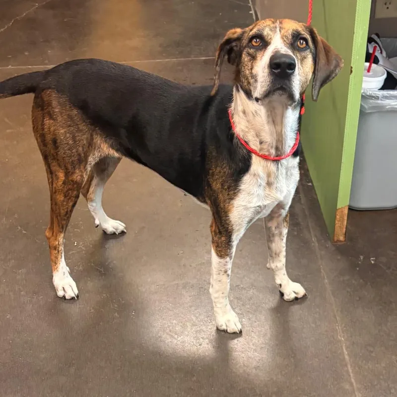 An adult medium-sized female Black Hound dog named Tori for adoption in Norman, OK