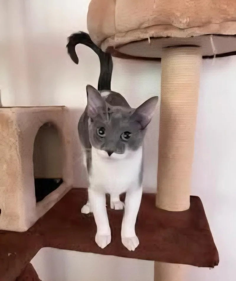 Pistachio