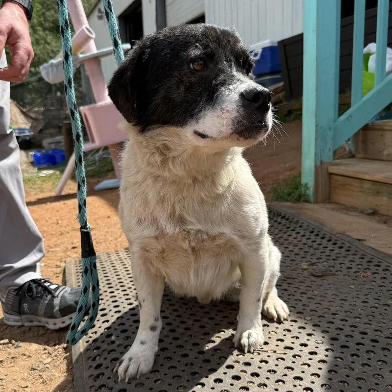 Captain Pepperoni thumbnail 2