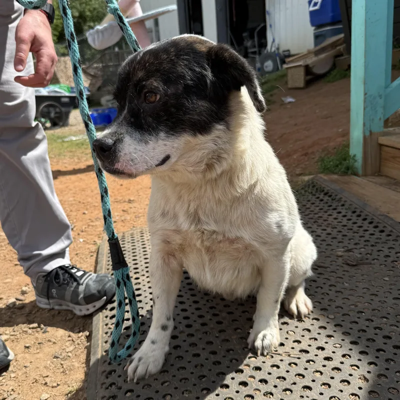 Captain Pepperoni thumbnail 3