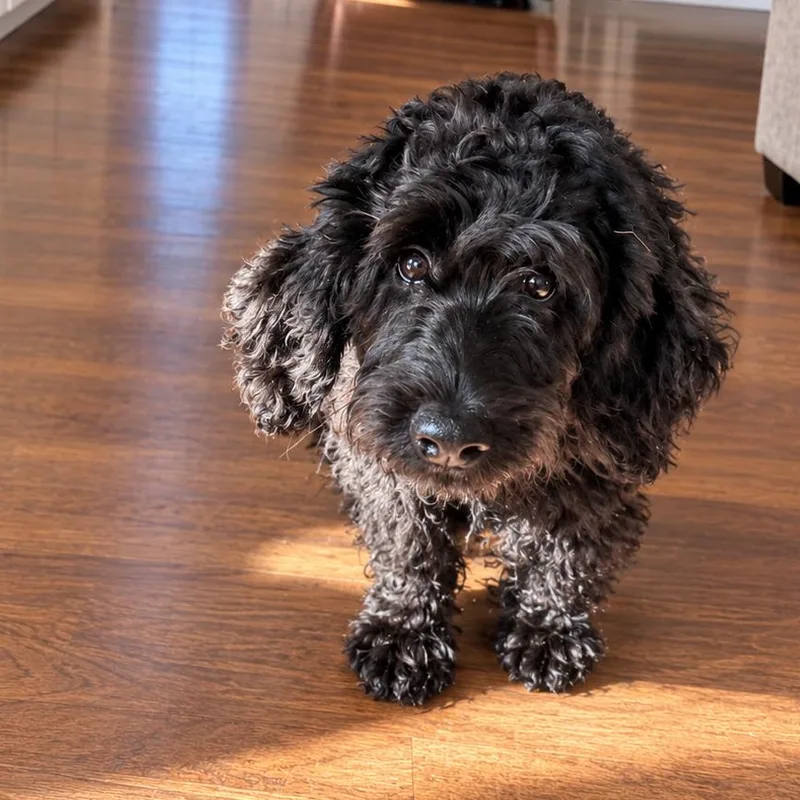 A baby medium-sized male Dachshund (Long Haired) dog named Ziggy for adoption in Warrior, AL