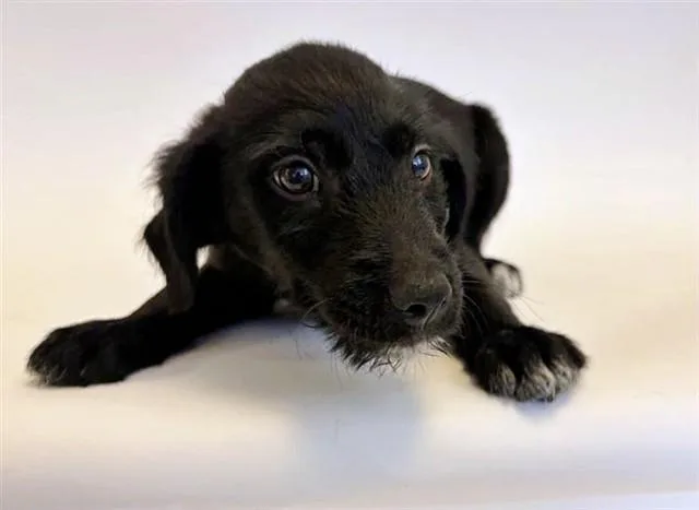 A baby small-sized female Terrier dog named Blossom for adoption in Saint Louis, MO