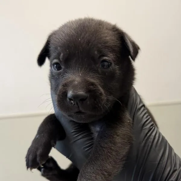 Peanut