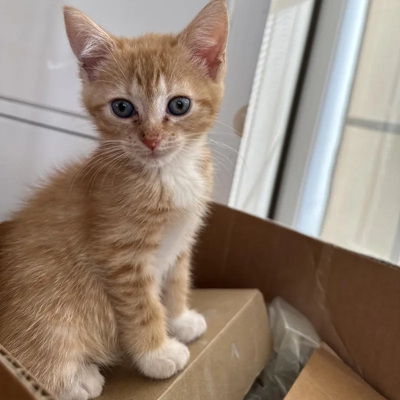 A baby small-sized female Orange / Red Domestic Short Hair cat named Clumsy Oof for adoption in Fredericksburg, VA