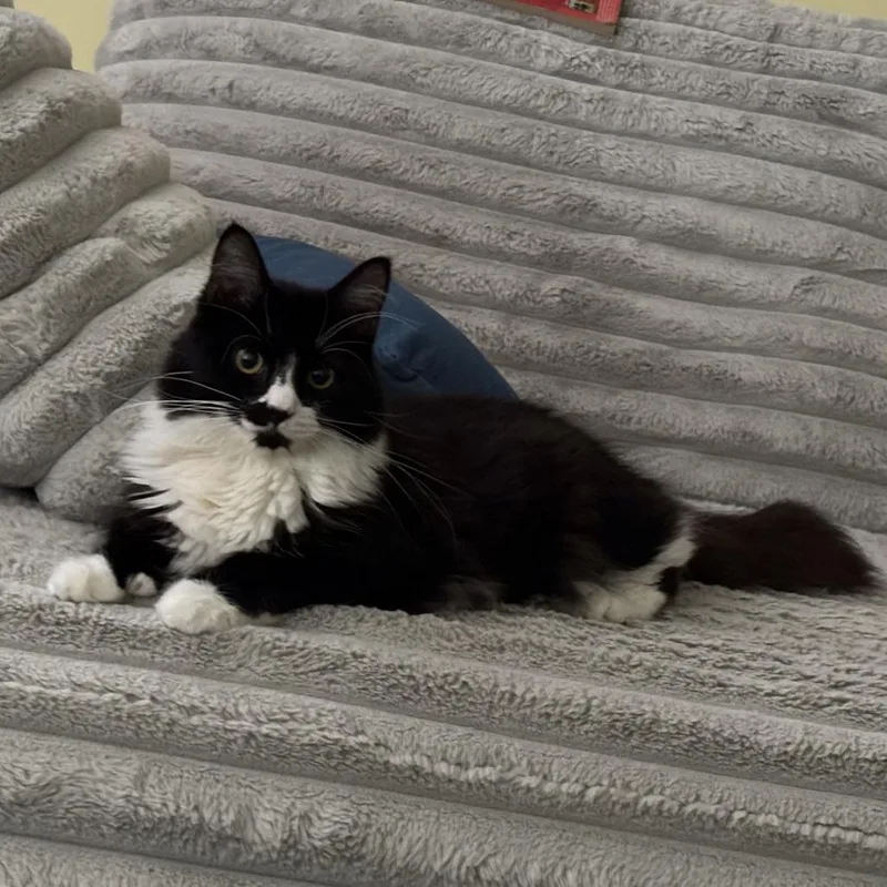 The Swifts Jason thumbnail 2